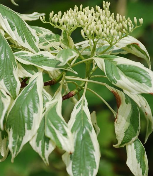 Cornus controversa 'Variegata